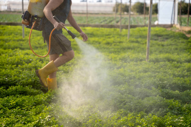 Best Mosquito Control Services  in South Chicago Heights, IL