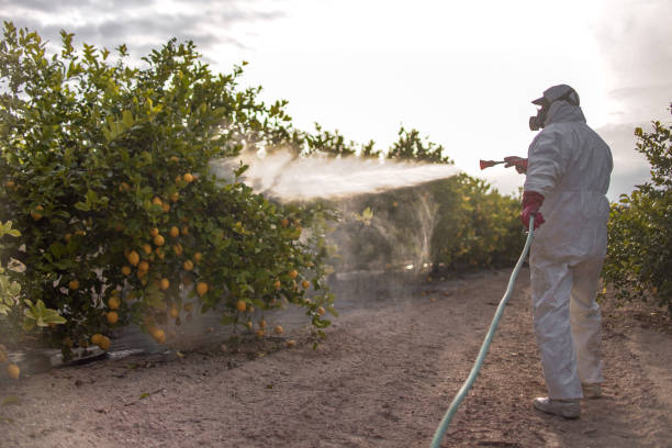 Best Best Pest Control Companies  in South Chicago Heights, IL