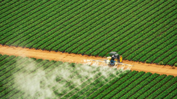 Best Ant Control Services  in South Chicago Heights, IL