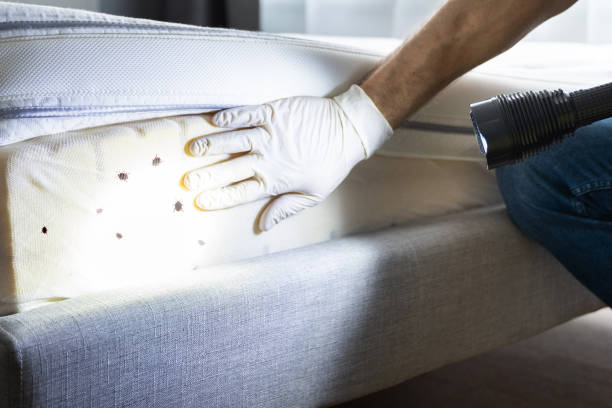 Reliable South Chicago Heights, IL Pest Control Solutions