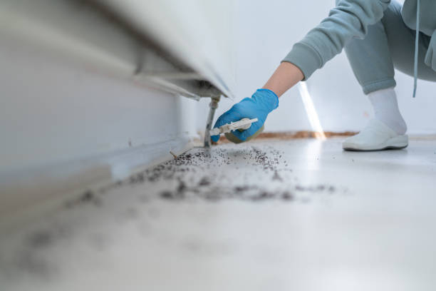 Best Flea Control Services  in South Chicago Heights, IL